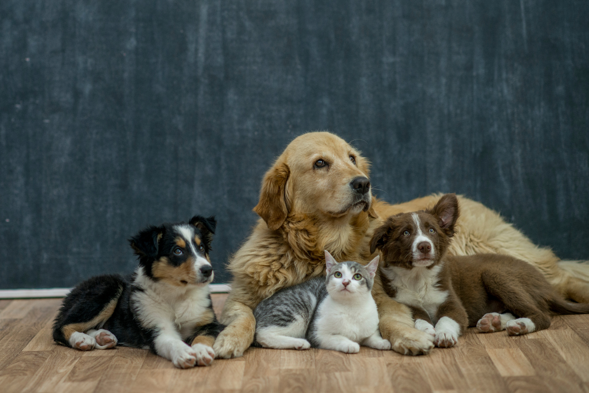 Tiere lieben dieses wasserlösliche CBD und sie lassen sich nicht täuschen